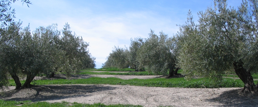 La conservación del suelo en el olivar es crucial para prevenir la erosión, mejorar la calidad del suelo y asegurar una producción sostenible a largo plazo. En este artículo os recomendamos algunas prácticas que favorecen este cuidado del suelo. 